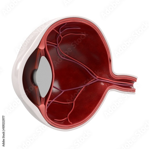 3d renderings of eye section