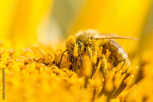 Honey bee pollinating covered with pollen on yellow sunflower. The animal is sitting on a flower in summer or autumn time. Many little orange pollen on its body. Important for environment and ecology