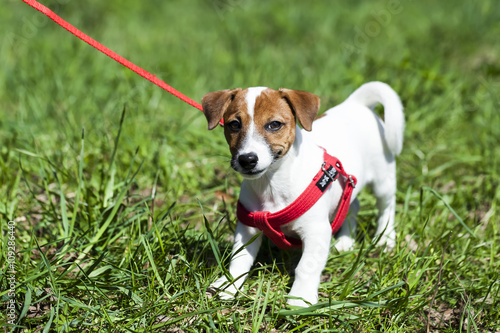 a walk in the park funny cute little dog in a leash - harness.Jack Russell Terrier