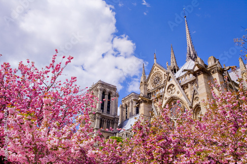  Paris, cathédrale Notre-Dame au printemps 