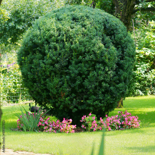 Shorn ornamental plants in a garden