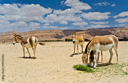 The onager (Equus hemionus) is a brown Asian wild donkey inhabiting Israeli nature reserve park near Eilat