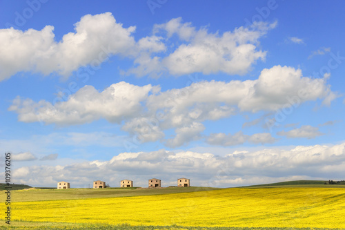 Between Apulia and Basilicata: farmhouses abandoned in a field of yellow flowers.Italy.Spring hilly rural landscape: farmhouses topped by clouds.