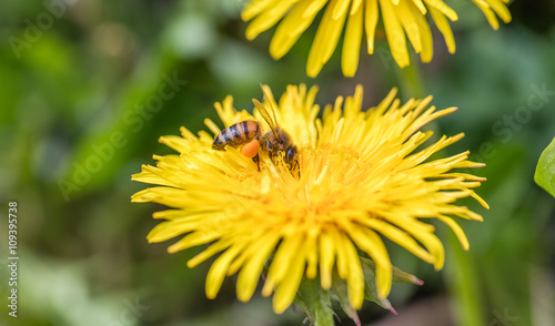 bienen mit pollen