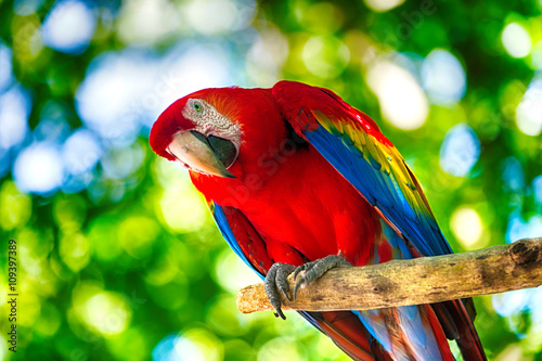 Red ara parrot outdoor
