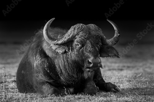 African buffalo in Black and White