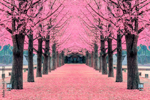 Pink tree,Nami Island in Korea