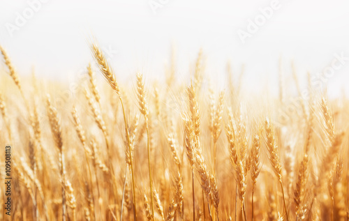 Wheat Farm