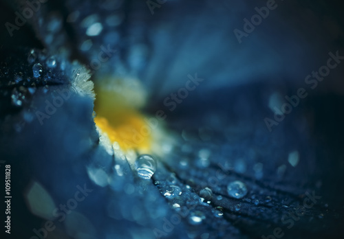 Drops of rain on beautiful blue flower
