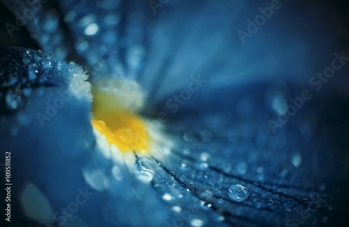 Drops of rain on beautiful blue flower
