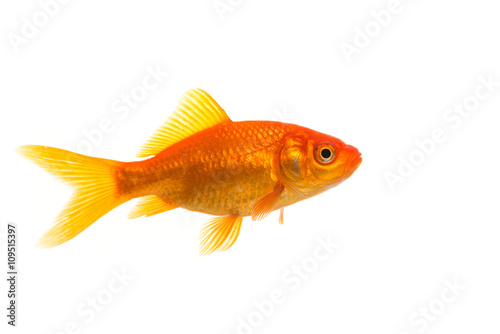 Single Goldfish seen from the side isolated on a white background