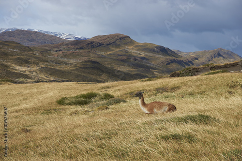 Guanaco (Lama guanicoe) lying amongst the vegetation of Torres del Paine National Park in Patagonia, Chile
