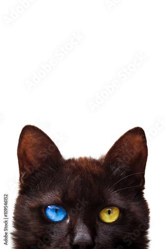 Cat with blue and yellow eye on white background
