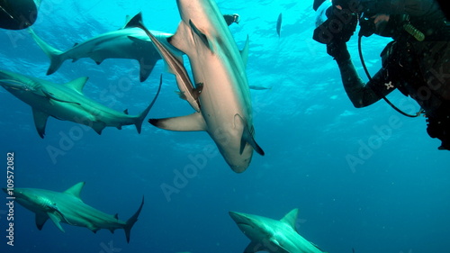 Shark family in ocean