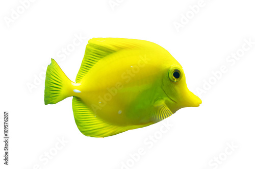 Isolated brightly colored yellow tang fish
