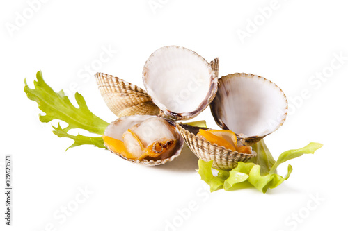 cockles isolated on white background