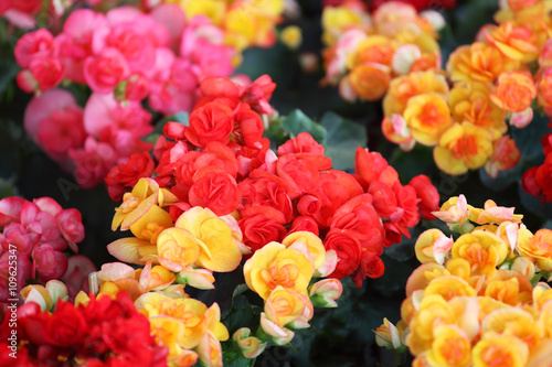 colorful begonia flower