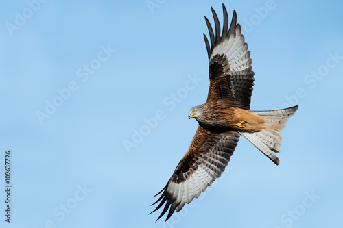 Red Kite (Milvus Milvus)/Red Kite flying through clear blue sky