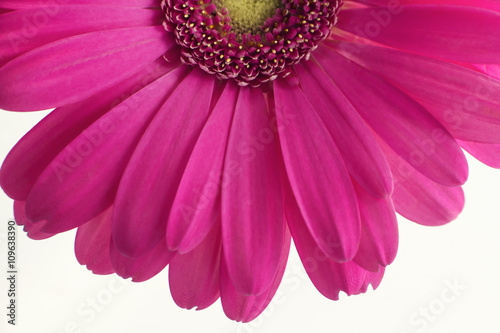 Bright pink gerber daisy