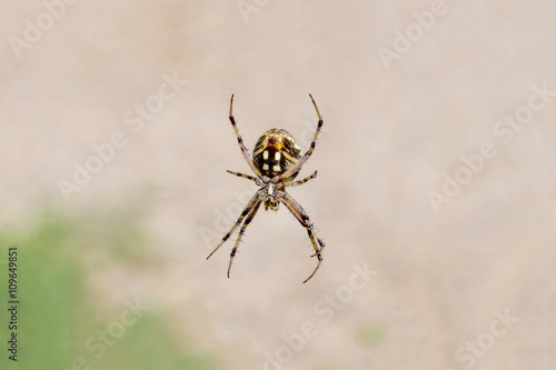Right third orb weaver spider