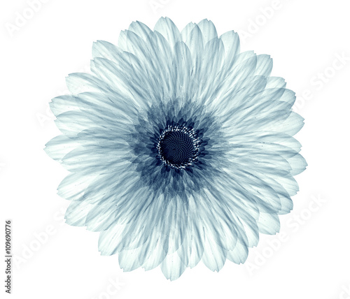 x-ray image of a flower isolated on white , the gebera