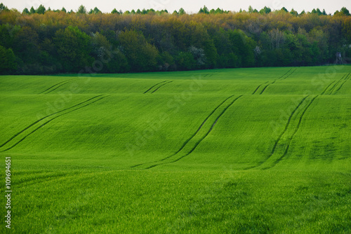 Olbrzymie pole zielonego zboża