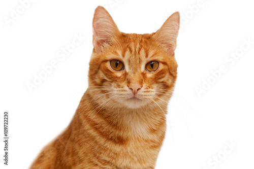 Head of ginger cat isolated on white
