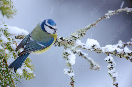 Blue Tit, cute blue and yellow songbird in winter scene, snow flake and nice snow flake and nice lichen branch, bird in the nature forest habitat, Germany