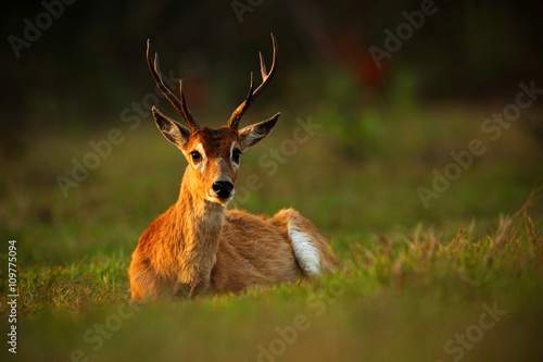 Pampas Deer, Ozotoceros bezoarticus, sitting in the green grass, evening sun, animal in the nature habitat, Pantanal, Brazil