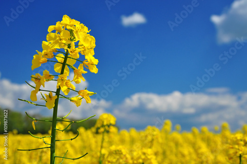 Canola rape agriculture flower