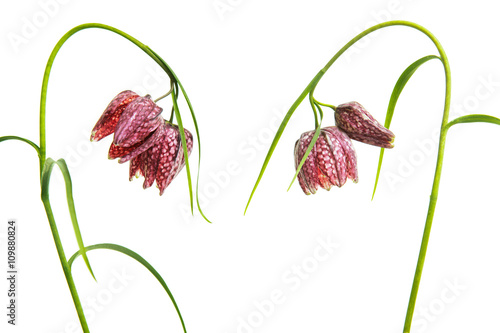 Fritillary flowers