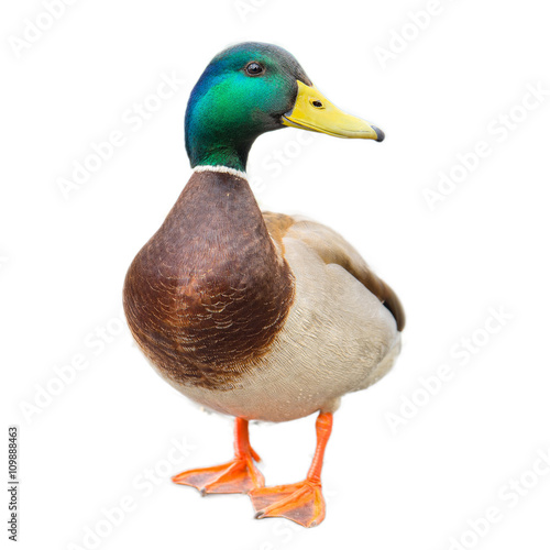 male mallard duck on white background with work paths