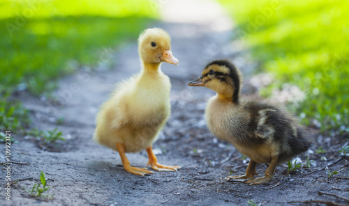 ducklings outdoor in the green grass