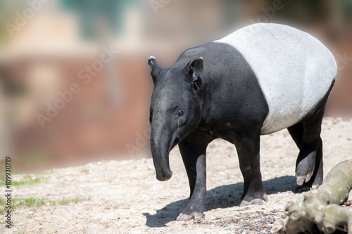 malayan tapir portrait coming to you