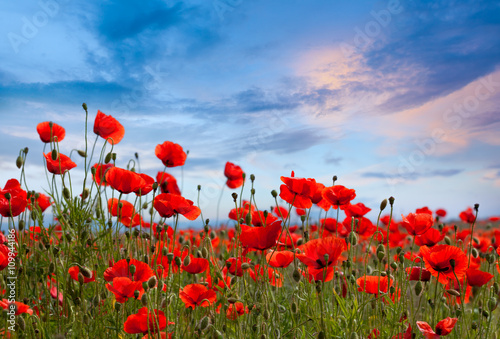 Amazing poppy field landscape against colorful sky