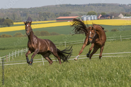 Zwei Pferde bocken auf der Wiese im Frühjahr