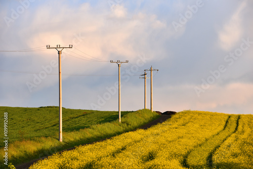 Electricity poles in an agricultural field