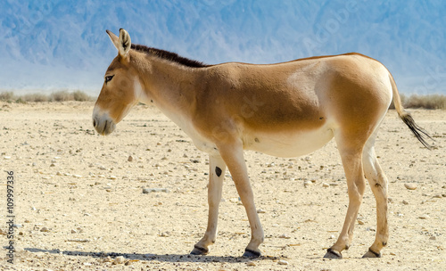  The onager (Equus hemionus) is a brown Asian wild donkey inhabiting Israeli nature reserve park near Eilat 