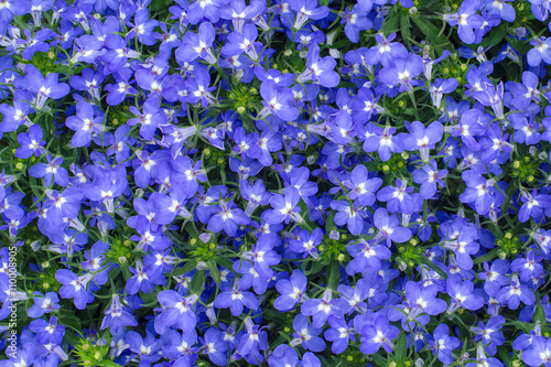 blue lobelia flowers