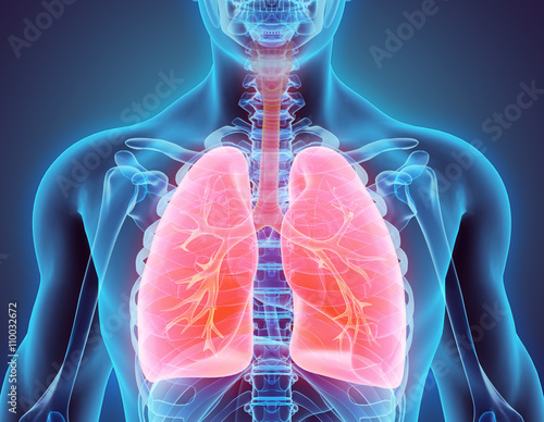 3D illustration of Lungs, medical concept.