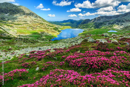 Spectacular rhododendron flowers and Bucura mountain lakes,Retezat mountains,Romania