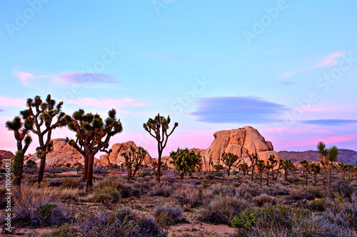 Joshua Tree National Park at Sunset, USA