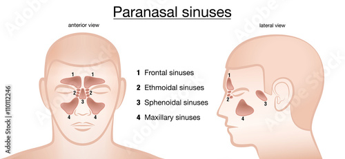Paranasal sinuses. Frontal, ethmoidal, sphenoidal and maxillary sinuses. Anterior and lateral view. Isolated vector illustration on white background.