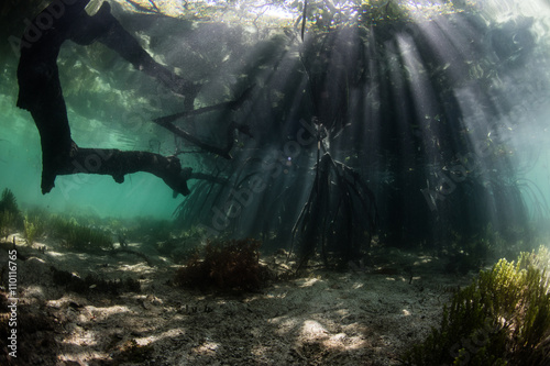 Beams of Light and Mangrove Forest in Raja Ampat