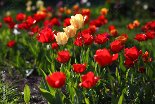Tulips in spring/ Tulips in spring