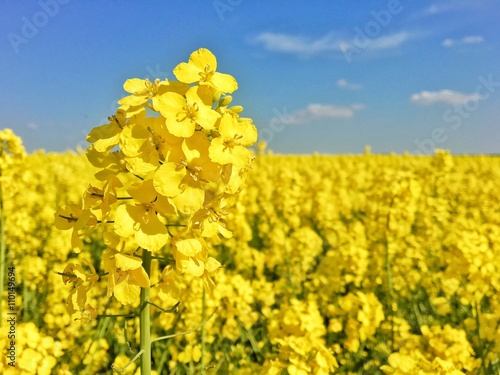 Rapsfeld in voller Blütr