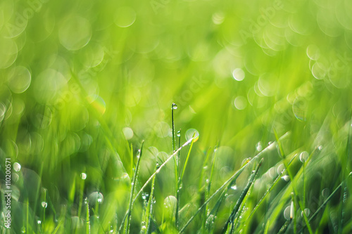  nature background with fresh green grass with dew