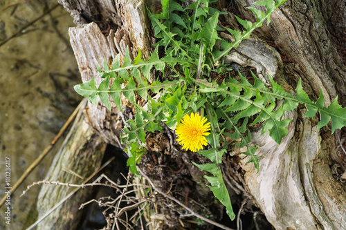 Single dandelion flower growing on an old tree trunk on the lake shore