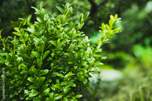 Boxwood bush in the garden. Selective focus.