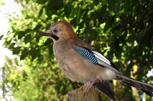 Jay perched on a branch in a forest